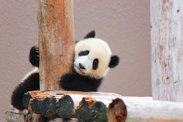 動物園で不動の人気 絵本でパンダを楽しもう 絵本ナビスタイル