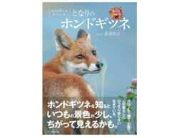 日本初！ホンドギツネの生態を写真で紹介する絵本『となりのホンドギツネ』発売